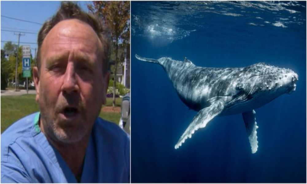 ¿Cómo Jonás en la Biblia?: ballena se traga a un hombre y lo escupe segundos después