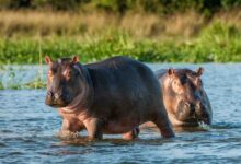 Tribunal reconoce a hipopótamos como ‘personas’, pero aprueban el aborto