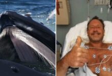 Como Jonás: Hombre sobrevive tras ser tragado por una ballena