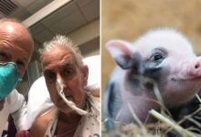 Realizan el primer trasplante de corazón de cerdo a humano