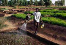 Agricultores honrarán a Dios en el Día de Oración por la Agricultura Global