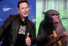 Neuralink de Elon Musk denunciada por matar monos en pruebas de chips cerebrales