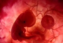 Científicos aseguran haber creado un embrión sintético sin necesidad espermatozoides y óvulos