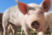 Científicos reaniman células muertas de un cerdo