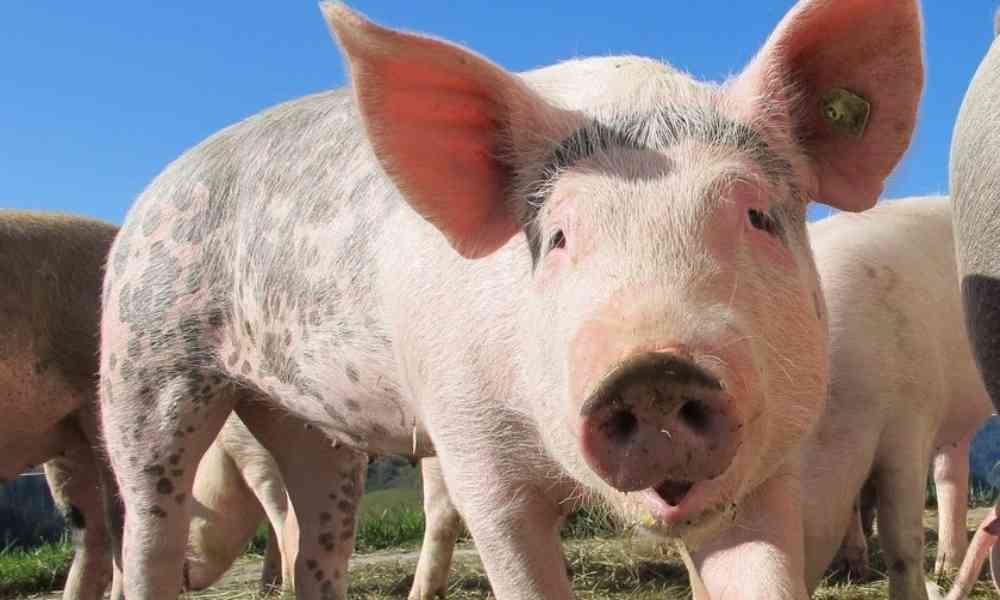 Científicos reaniman células muertas de un cerdo