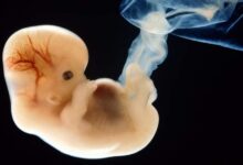 Empresa israelí de biotecnología planea crear embriones humanos