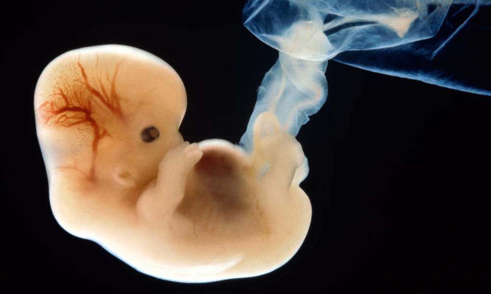Empresa israelí de biotecnología planea crear embriones humanos