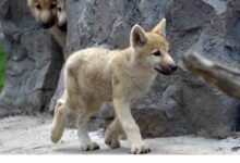 China anuncia la clonación del primer lobo ártico del mundo