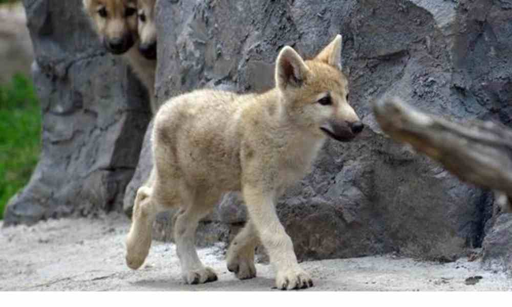 China anuncia la clonación del primer lobo ártico del mundo