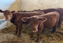 Vacas rojas llegan a Israel y plantean interrogantes sobre señales proféticas