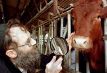 Sacrificio de vaca roja podría tener lugar en un año en Jerusalén