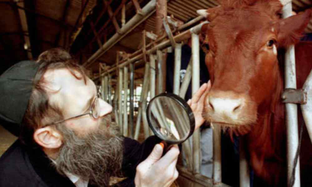Sacrificio de vaca roja podría tener lugar en un año en Jerusalén
