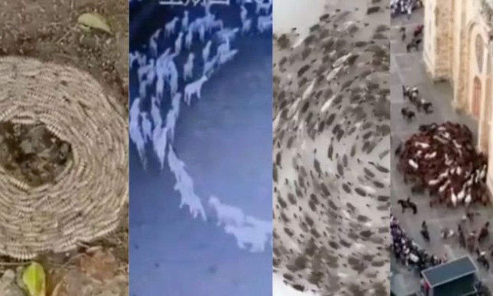Animales caminando en círculo ¿fin del mundo?