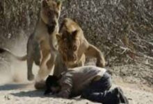 Hombre fue atacado por leones luego de tratar de evangelizarlos