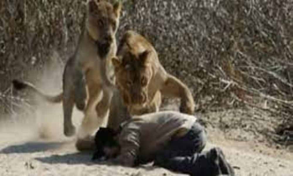 Hombre fue atacado por leones luego de tratar de evangelizarlos