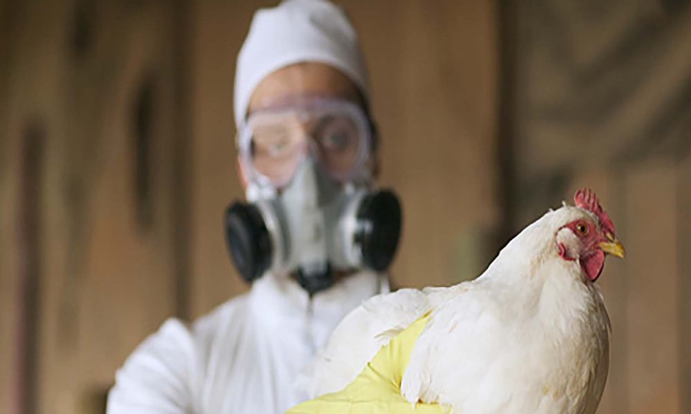 FAO activa protocolos ante brote de influenza aviar en Latinoamérica