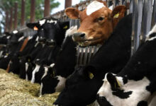 Brasil confirmó un caso de vaca loca y cierra exportaciones de carne