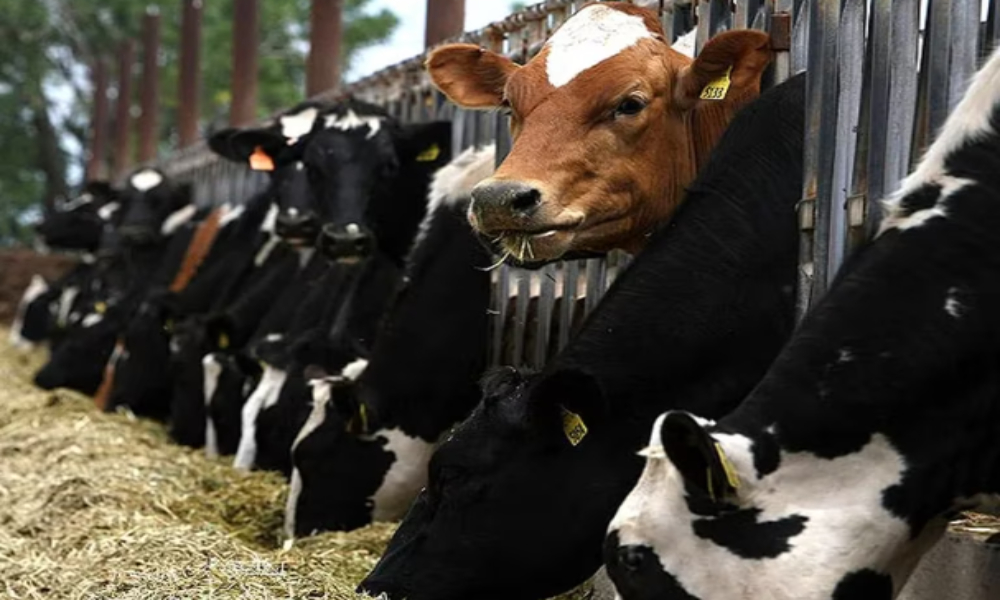 Brasil confirmó un caso de vaca loca y cierra exportaciones de carne