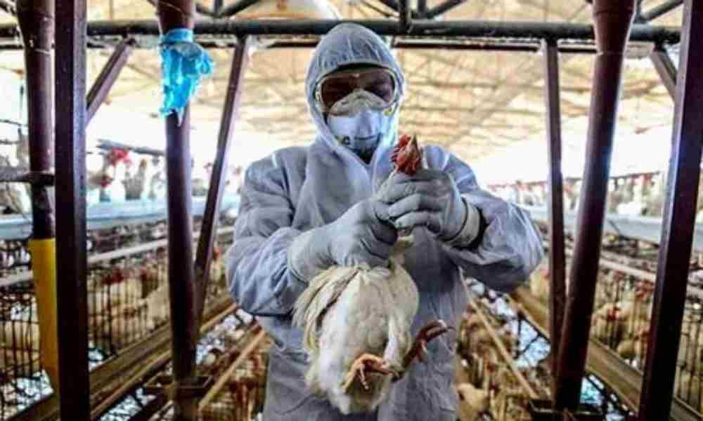 Reportan caso de gripe aviar en Argentina y declaran emergencia sanitaria