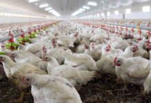 Argentina: 200 mil gallinas fueron sacrificadas por detección de gripe aviar