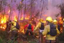 Bomberos luchan contra una treintena de incendios forestales en Australia