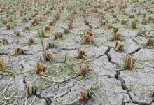 Sequías repentinas se están desatando por todo el planeta