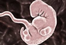 Sin papá y mamá: científicos crean embriones humanos ‘sintéticos’
