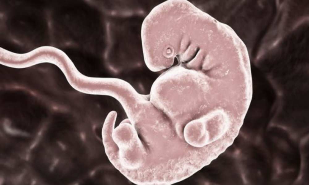 Sin papá y mamá: científicos crean embriones humanos ‘sintéticos’