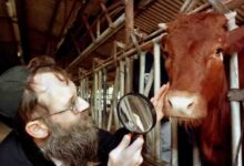 Israel: Millones esperan ver vaca roja en el antiguo Silo