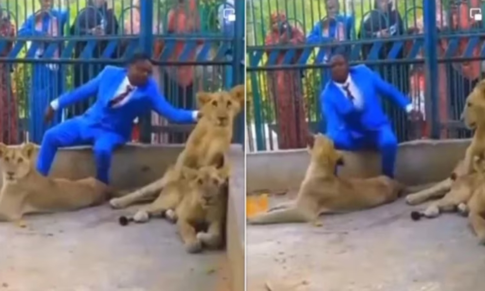 Pastor se mete a jaula de leones para «demostrar» el poder de Dios