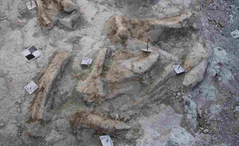 Encuentran restos de elefantes de hace 14 millones de años 