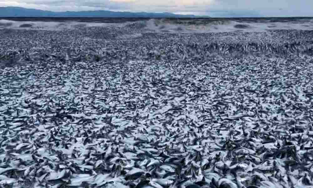 Miles de peces aparecen misteriosamente muertos en Japón