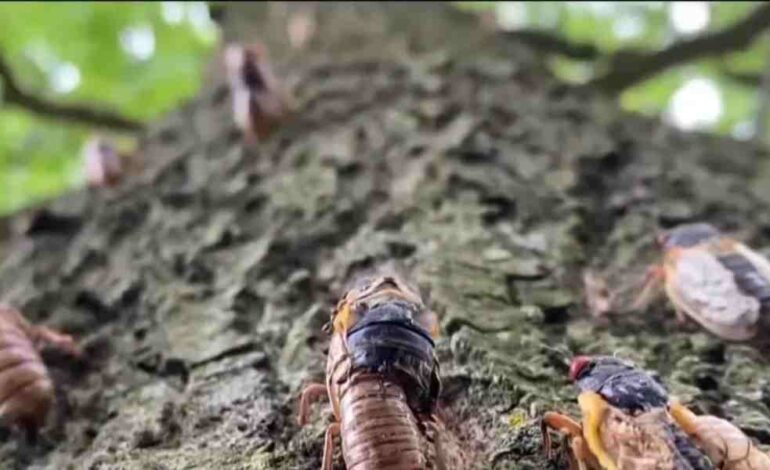 Apocalipsis de cigarras: millones de insectos invadirán EEUU