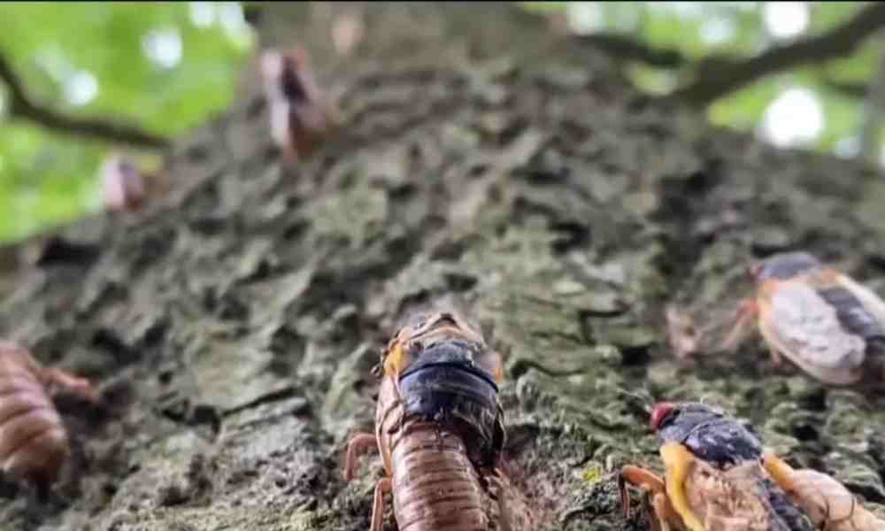 Apocalipsis de cigarras: millones de insectos invadirán EEUU